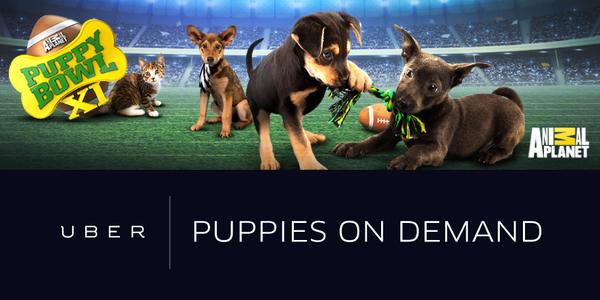 Uber levert puppy's op aanvraag