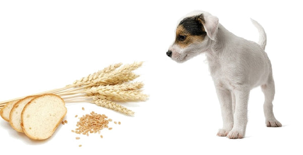 Graanvrij hondenvoer steeds populairder, maar is het ook echt gezonder?