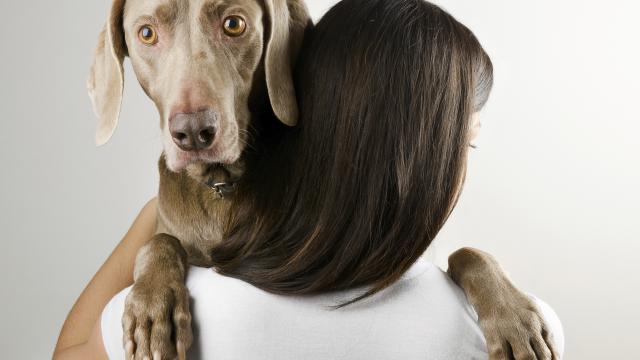 Hond luistert op zelfde manier naar taal als mens