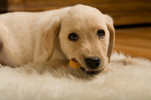 hondenvoer online kopen