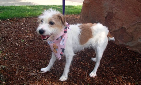 Vermiste Jack Russel ruim 4.500 kilometer verderop teruggevonden